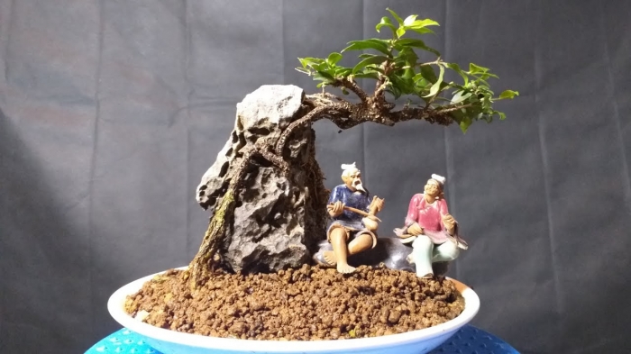 Ý nghĩa của hoa mai chiếu thủy trong cuộc sống 159246903