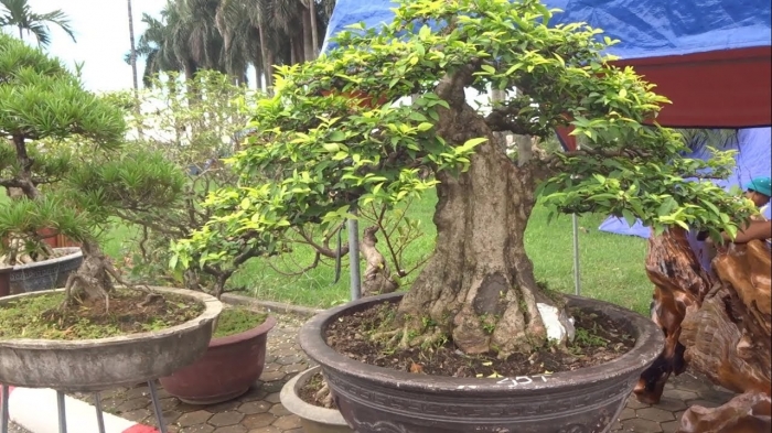 Ý nghĩa của hoa mai chiếu thủy trong cuộc sống 159246903