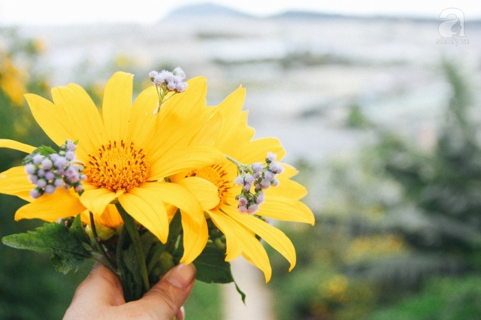 Cách cắm hoa dã quỳ đơn giản nhất và ý nghĩa của hoa dã quỳ