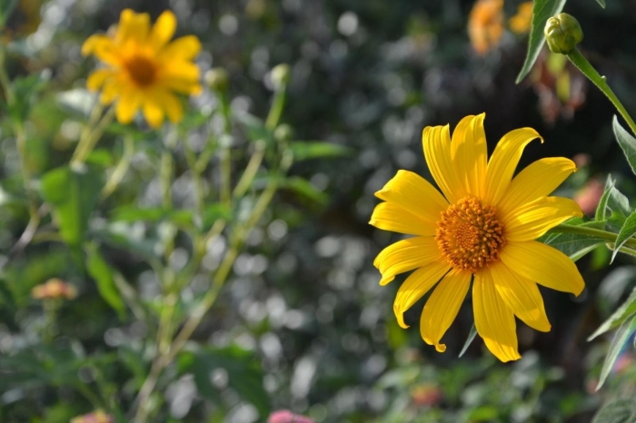 Hoa dã quỳ và những bật mí thú vị về hoa dã quỳ 1089723303