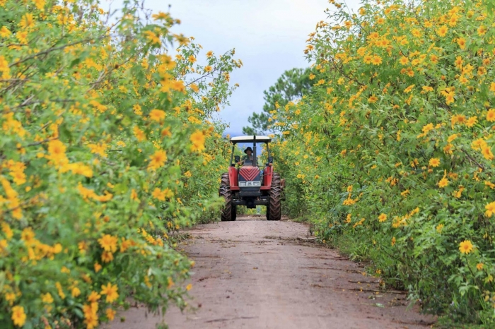 Hoa dã quỳ và những bật mí thú vị về hoa dã quỳ 1089723303
