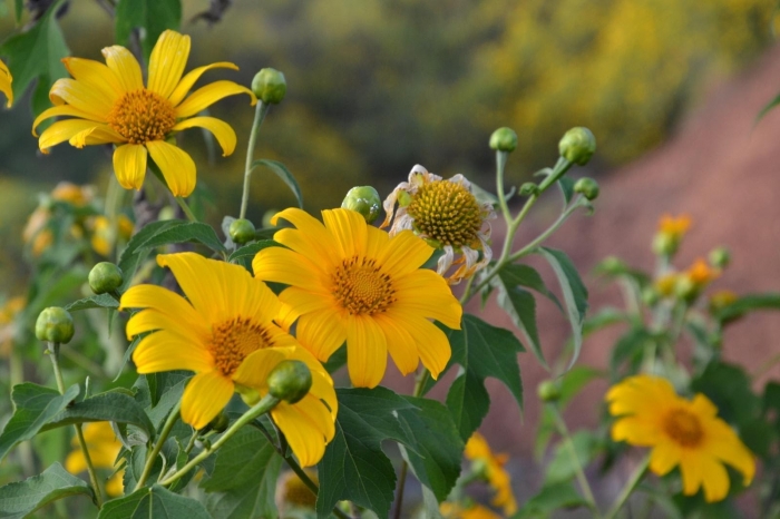 Hoa dã quỳ và những bật mí thú vị về hoa dã quỳ 1089723303