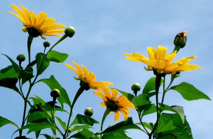 Hoa dã quỳ và những bật mí thú vị về hoa dã quỳ 1089723303