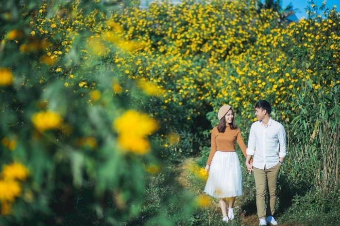 Hoa dã quỳ và những bật mí thú vị về hoa dã quỳ 1089723303