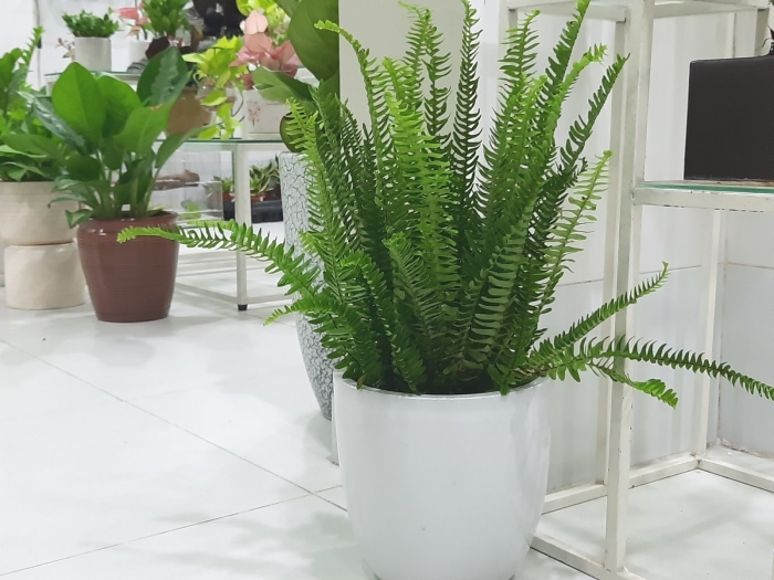Cây dương xỉ: Đặc điểm, ý nghĩa và cách chăm sóc 346539636