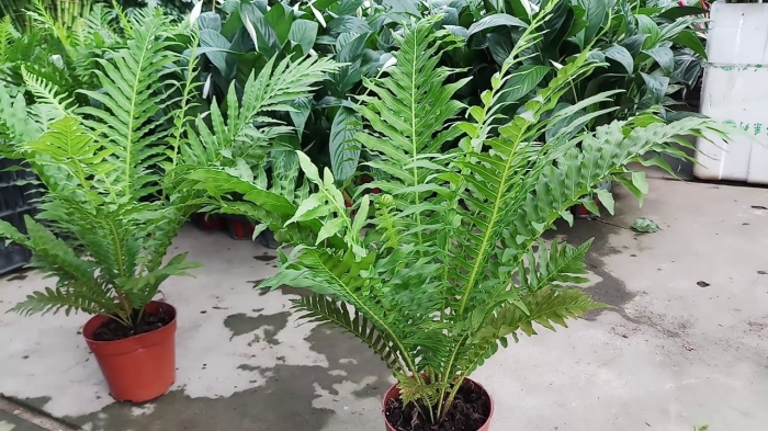 Cây dương xỉ: Đặc điểm, ý nghĩa và cách chăm sóc 1997872689