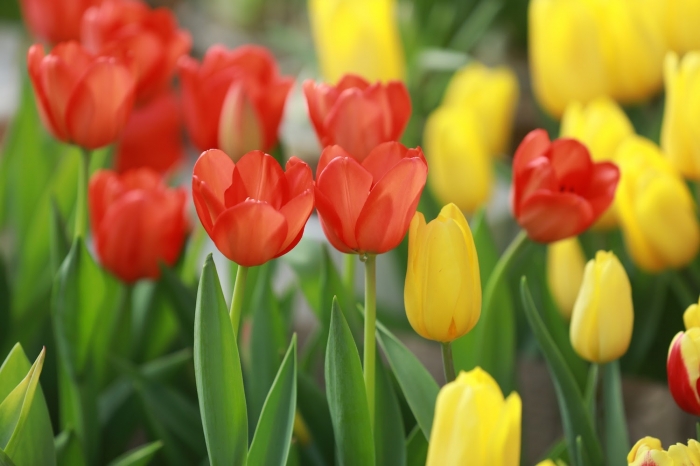 Gợi ý cách chọn hoa sinh nhật tặng chồng 1461320940