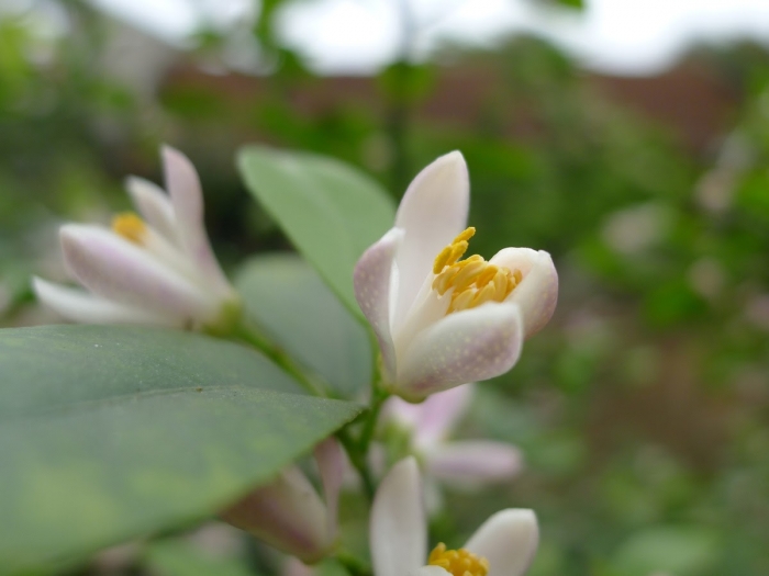 Hoa chanh có ý nghĩa gì và những điều thú vị về hoa chanh 1226493951