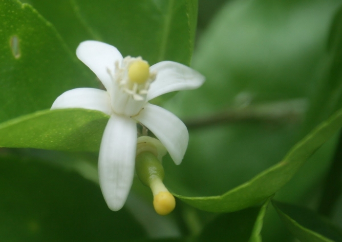 Hoa chanh có ý nghĩa gì và những điều thú vị về hoa chanh 1226493951