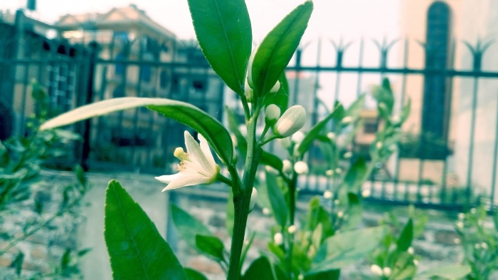 Hoa chanh có ý nghĩa gì và những điều thú vị về hoa chanh 1226493951