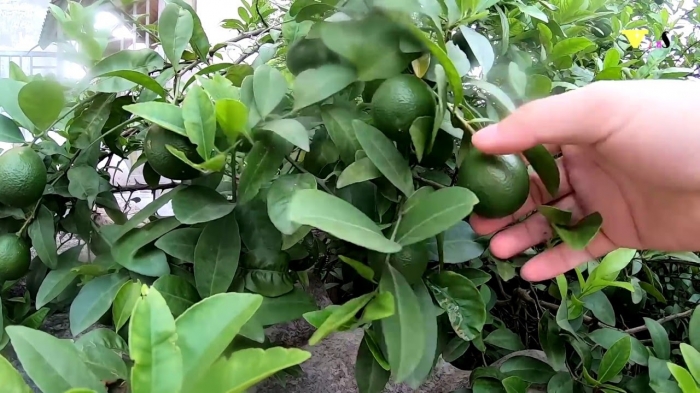 Hoa chanh có ý nghĩa gì và những điều thú vị về hoa chanh 1226493951