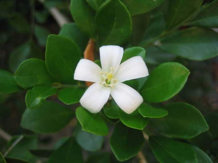 Hoa chanh có ý nghĩa gì và những điều thú vị về hoa chanh 1226493951