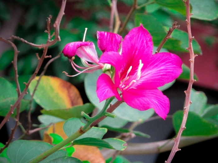 Hoa móng bò là gì? Những điều thú vị cần biết về hoa móng bò 774269366