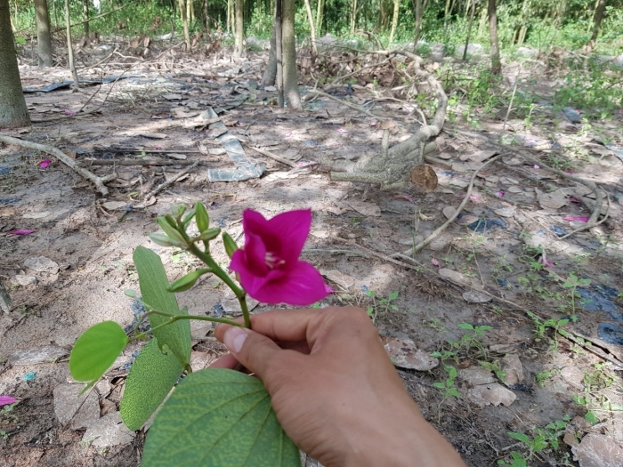 Hoa móng bò là gì? Những điều thú vị cần biết về hoa móng bò 774269366