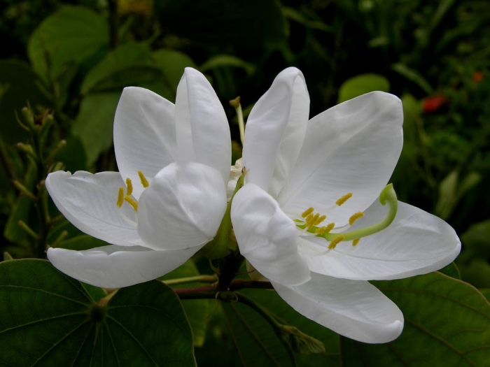 Hoa móng bò là gì? Những điều thú vị cần biết về hoa móng bò 517174691