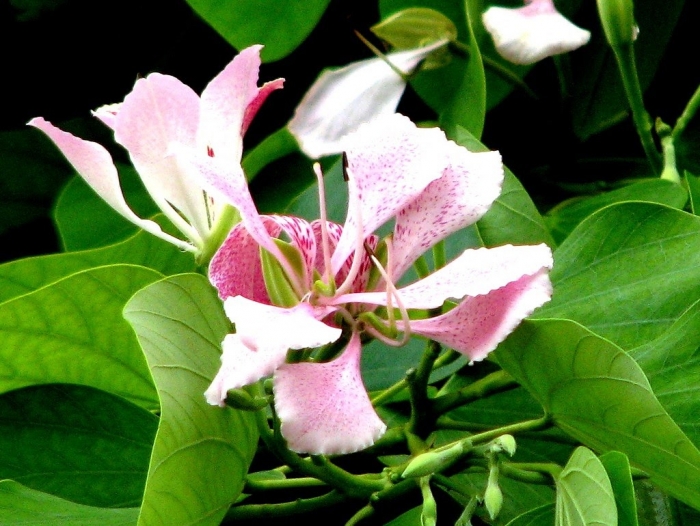 Hoa móng bò là gì? Những điều thú vị cần biết về hoa móng bò 517174691