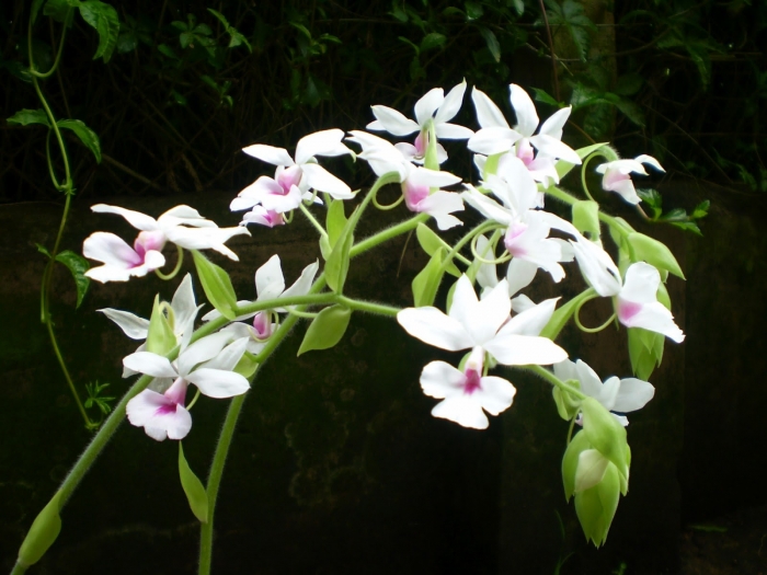 Hoa phong lan - Ý nghĩa phong thủy, tác dụng và cách chăm sóc 1205338049