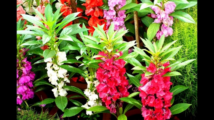 Hoa móng tay? Tìm hiểu chung về hoa móng tay 1315852981