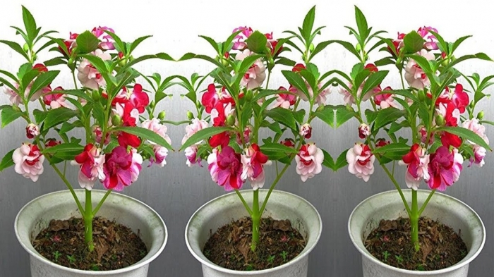 Hoa móng tay? Tìm hiểu chung về hoa móng tay 1315852981