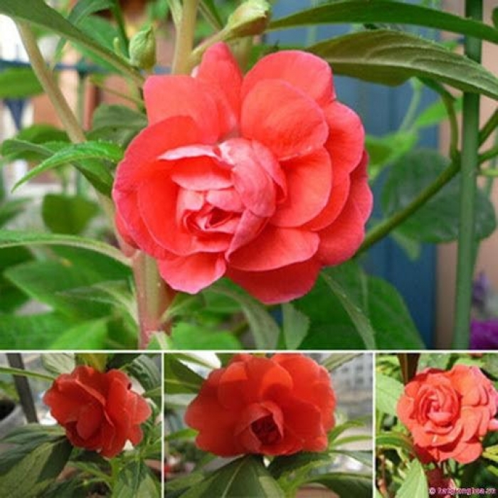 Hoa móng tay? Tìm hiểu chung về hoa móng tay 1315852981