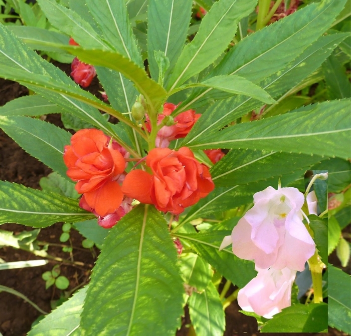 Hoa móng tay? Tìm hiểu chung về hoa móng tay 1315852981