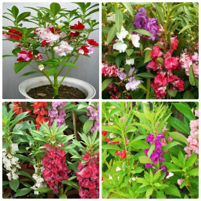 Hoa móng tay? Tìm hiểu chung về hoa móng tay 1315852981