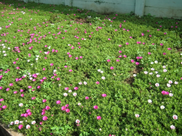 Tìm hiểu đặc điểm và ý nghĩa của hoa mười giờ 838141325