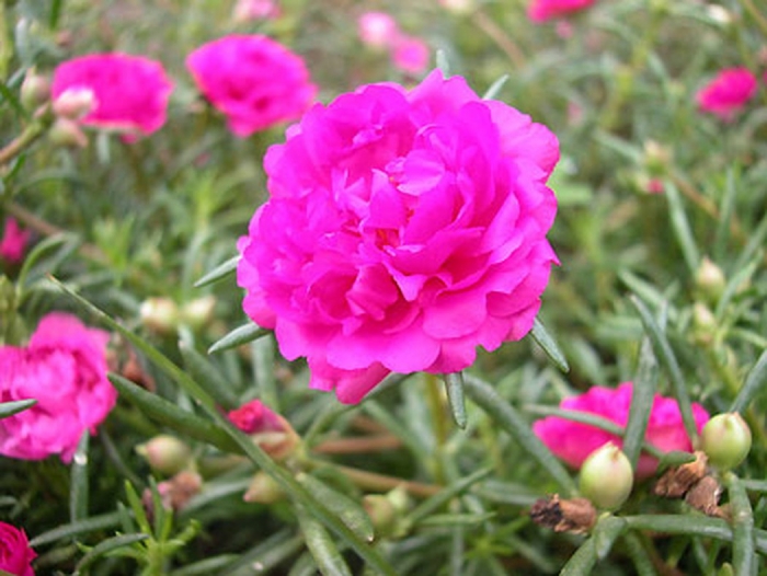 Tìm hiểu đặc điểm và ý nghĩa của hoa mười giờ 838141325