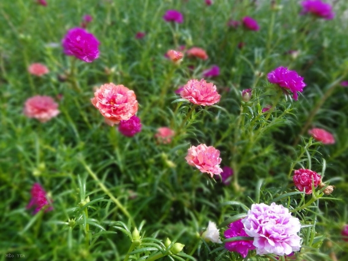 Tìm hiểu đặc điểm và ý nghĩa của hoa mười giờ 838141325