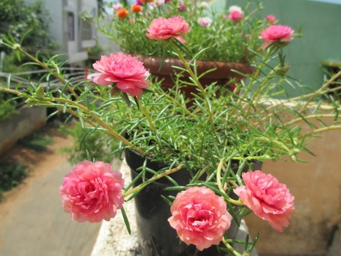 Tìm hiểu đặc điểm và ý nghĩa của hoa mười giờ 838141325