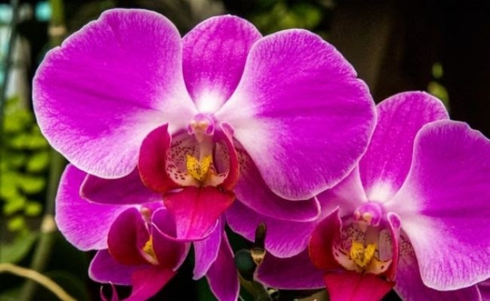 Ý nghĩa của các loại hoa đám tang màu tím ít người biết 437059486