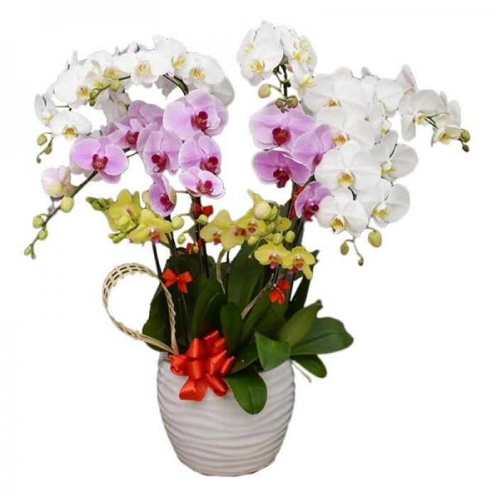 Cách chọn hoa sinh nhật cho người lớn tuổi ý nghĩa và tinh tế 938479738