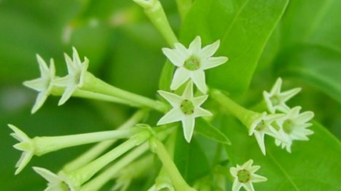 Hoa dạ lý hương: Nguồn gốc và ý nghĩa loài hoa bí ẩn 1096965056