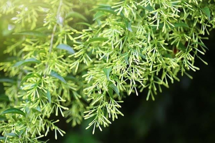 Hoa dạ lý hương: Nguồn gốc và ý nghĩa loài hoa bí ẩn 1096965056