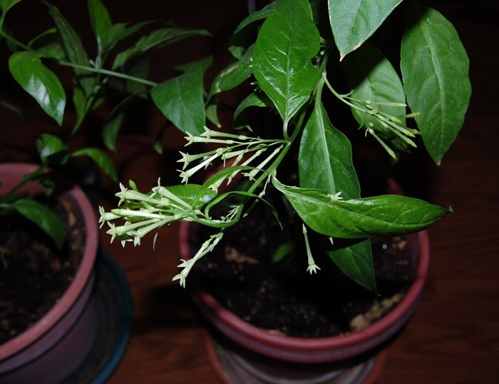 Hoa dạ lý hương: Nguồn gốc và ý nghĩa loài hoa bí ẩn 1096965056