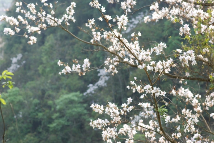 Hoa ban trắng- Ý nghĩa và cách chăm sóc hoa ban trắng 988819876