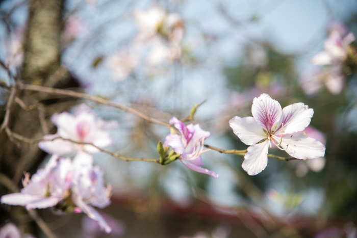 Hoa ban trắng- Ý nghĩa và cách chăm sóc hoa ban trắng 988819876