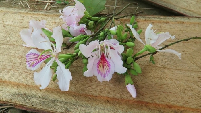 Hoa ban trắng- Ý nghĩa và cách chăm sóc hoa ban trắng 988819876