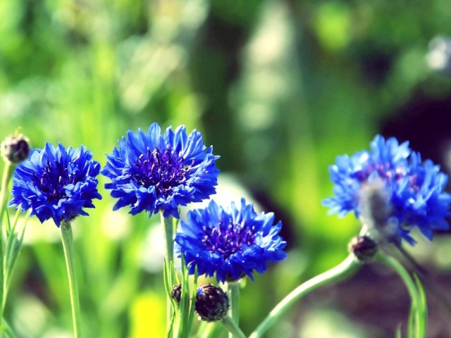 Tặng hoa sinh nhật cho người tuổi Thân 459772489