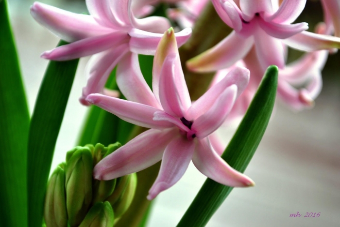 Hoa dạ lan hương - Loài hoa mang vẻ đẹp rực rỡ chỉ tỏa sắc vào ban đêm 1874130452