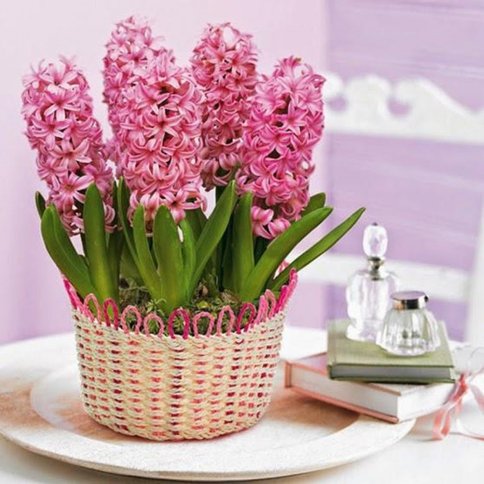 Hoa dạ lan hương - Loài hoa mang vẻ đẹp rực rỡ chỉ tỏa sắc vào ban đêm 542804059