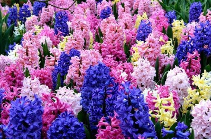 Hoa dạ lan hương - Loài hoa mang vẻ đẹp rực rỡ chỉ tỏa sắc vào ban đêm 542804059
