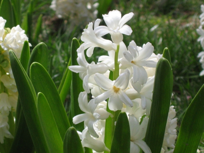 Hoa dạ lan hương - Loài hoa mang vẻ đẹp rực rỡ chỉ tỏa sắc vào ban đêm 1973355118