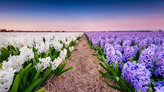 Hoa dạ lan hương - Loài hoa mang vẻ đẹp rực rỡ chỉ tỏa sắc vào ban đêm 1973355118