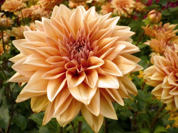 Ý nghĩa đặc biệt của hoa cúc đại đóa đối với đời sống con người 94665768