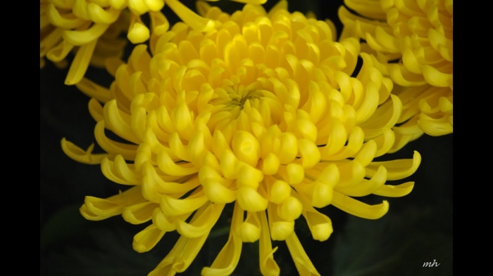 Ý nghĩa đặc biệt của hoa cúc đại đóa đối với đời sống con người 94665768