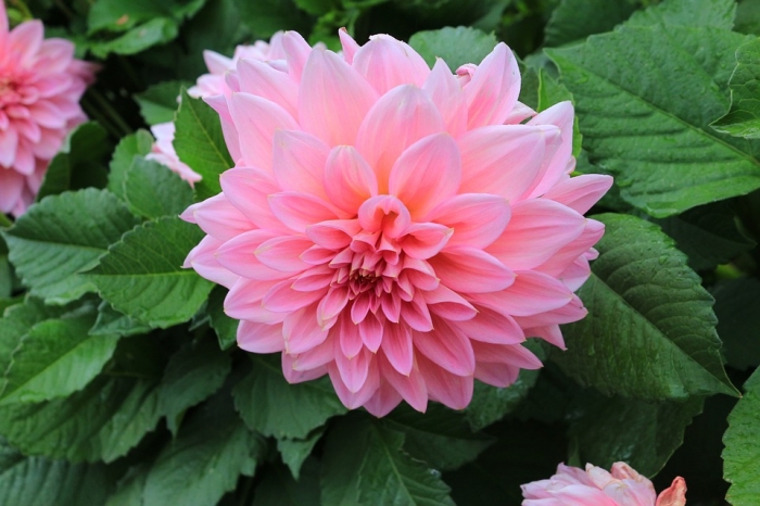 Ý nghĩa đặc biệt của hoa cúc đại đóa đối với đời sống con người 94665768