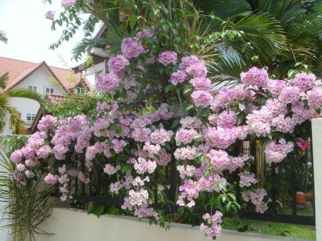 Ý nghĩa hoa lan tỏi và nguồn gốc, xuất xứ loài hoa thú vị