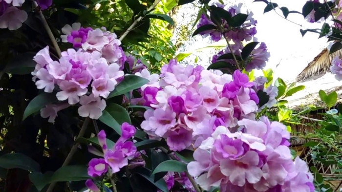 Ý nghĩa hoa lan tỏi và nguồn gốc, xuất xứ loài hoa thú vị 1791752902