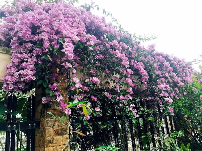 Ý nghĩa hoa lan tỏi và nguồn gốc, xuất xứ loài hoa thú vị 1791752902